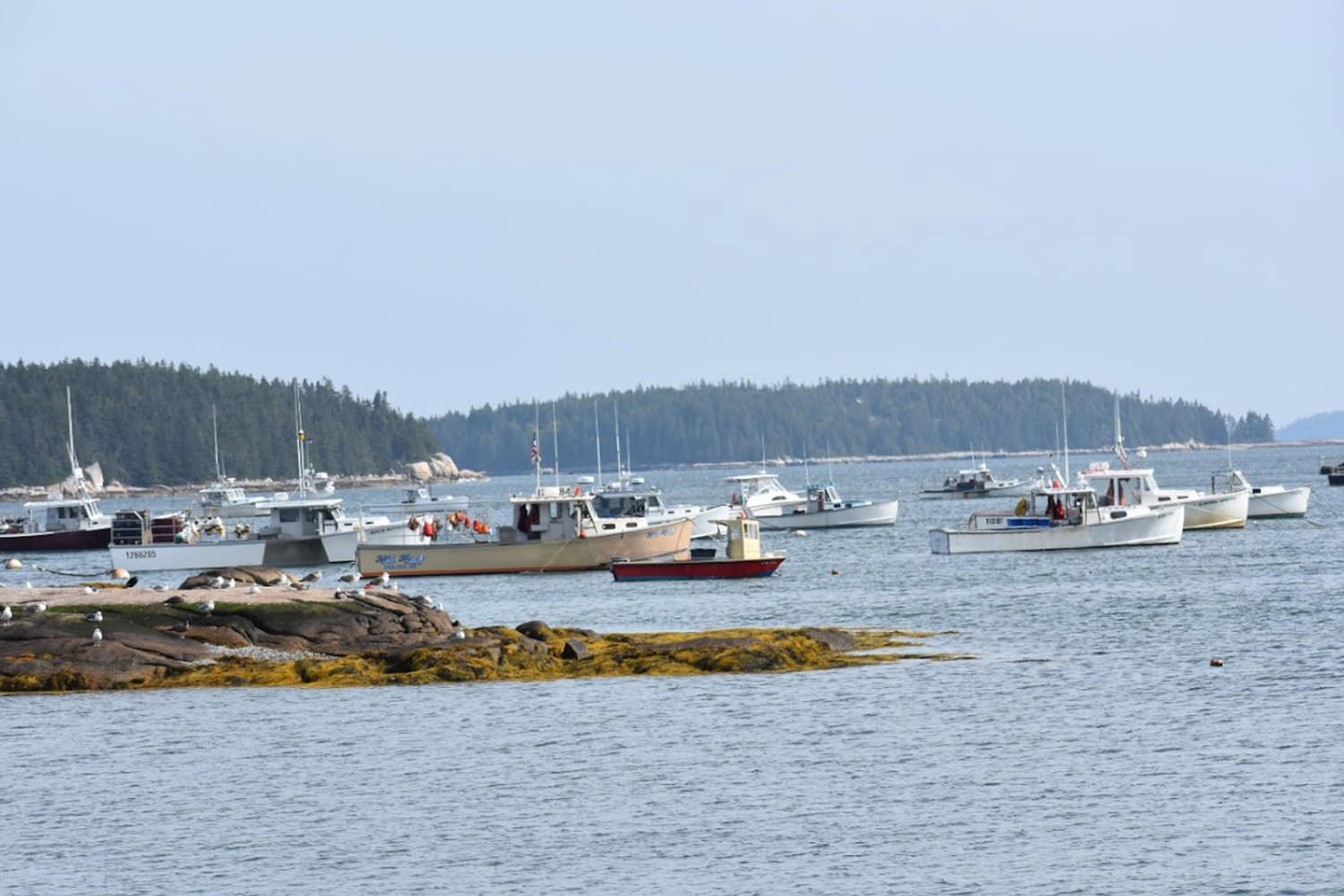 Group of boats in the water